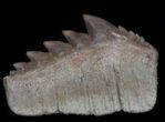 Fossil Cow Shark (Hexanchus) Tooth - Morocco #35017-1